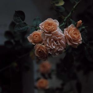 中文三级AV毛片
