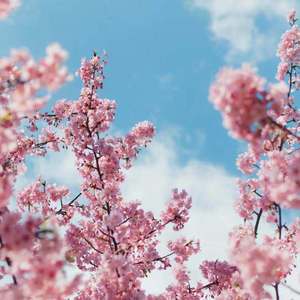 中文三级AV毛片
